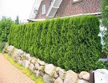 setos-de-jardin.jpg