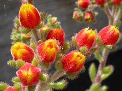 setosa_flor.jpg