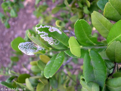 severiniabuxifolia.jpg