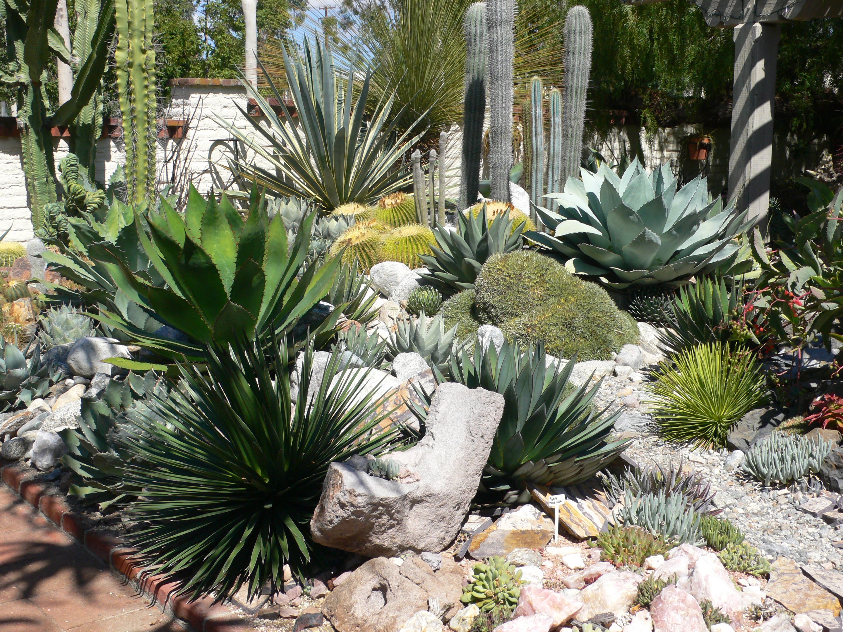 sg-cactus-3.jpg