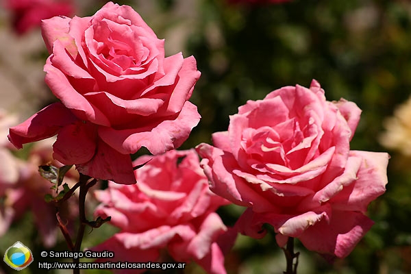 sg_rosas01.jpg