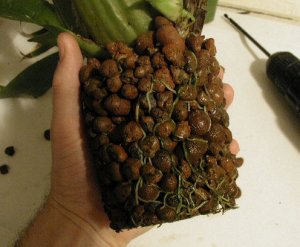 sh_root_ball.jpg