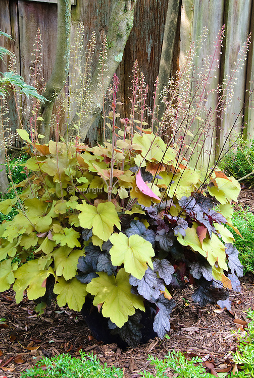 Shade-Heuchera-Container-Garden-J010879.jpg