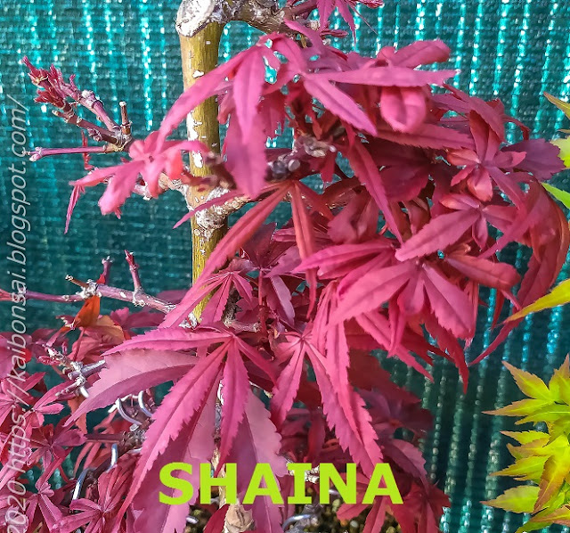 SHAINA.jpg