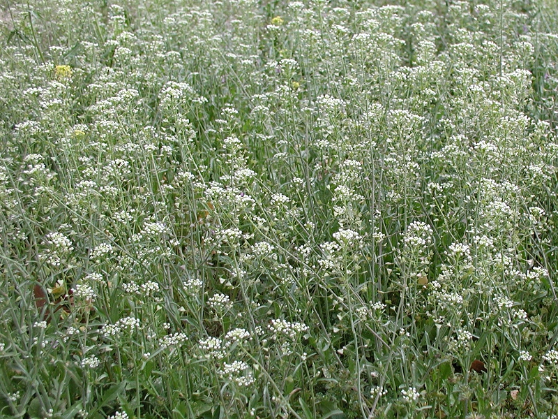 Shepherd%27s_purse_Capsella_bursa-pastoris_001.jpg