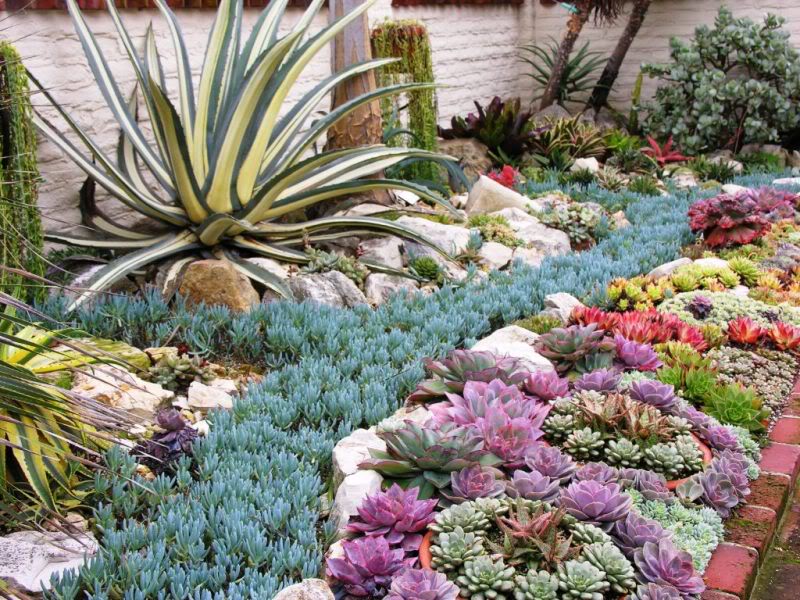 ShermanSucculents6386.jpg
