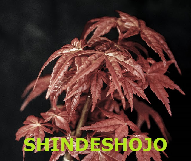 Shindeshojo.jpg