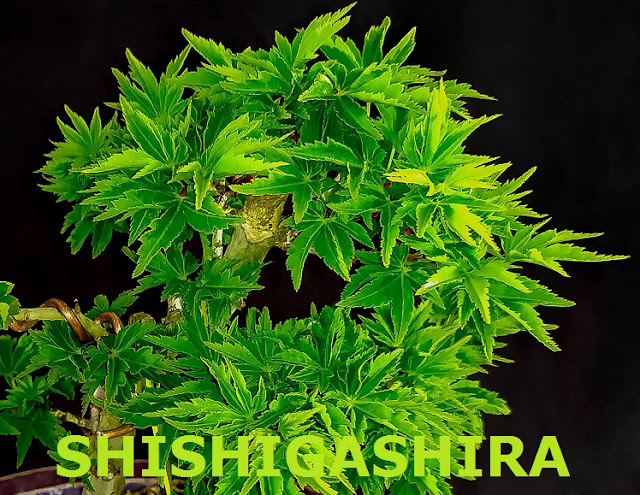 SHISHIGASHIRA.jpg
