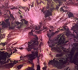 shiso-red-Perilla-frutescens-plant-seed.jpg