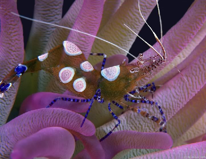 shrimp_on_anemone.jpg