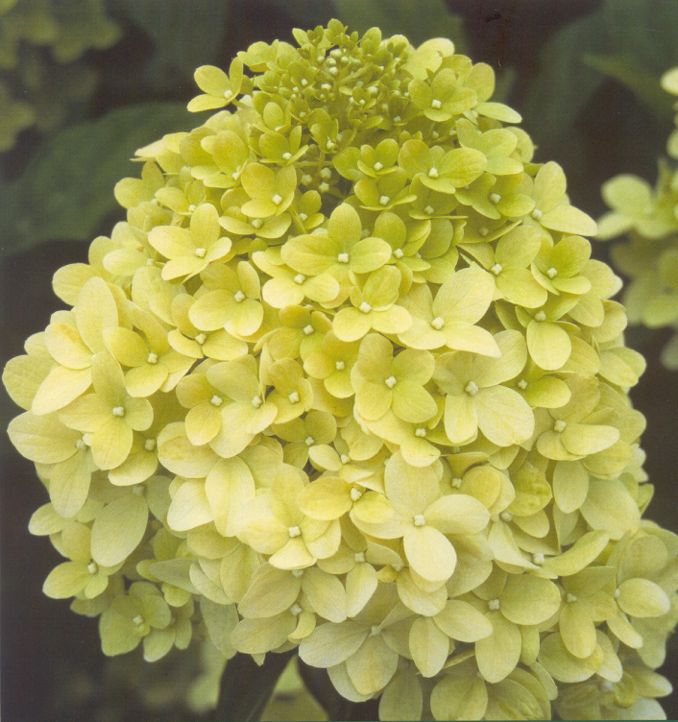 Shrub_-_Hydrangea_paniculata_Limelight.jpg