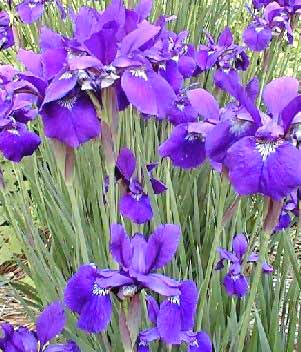 siberian-iris.jpg