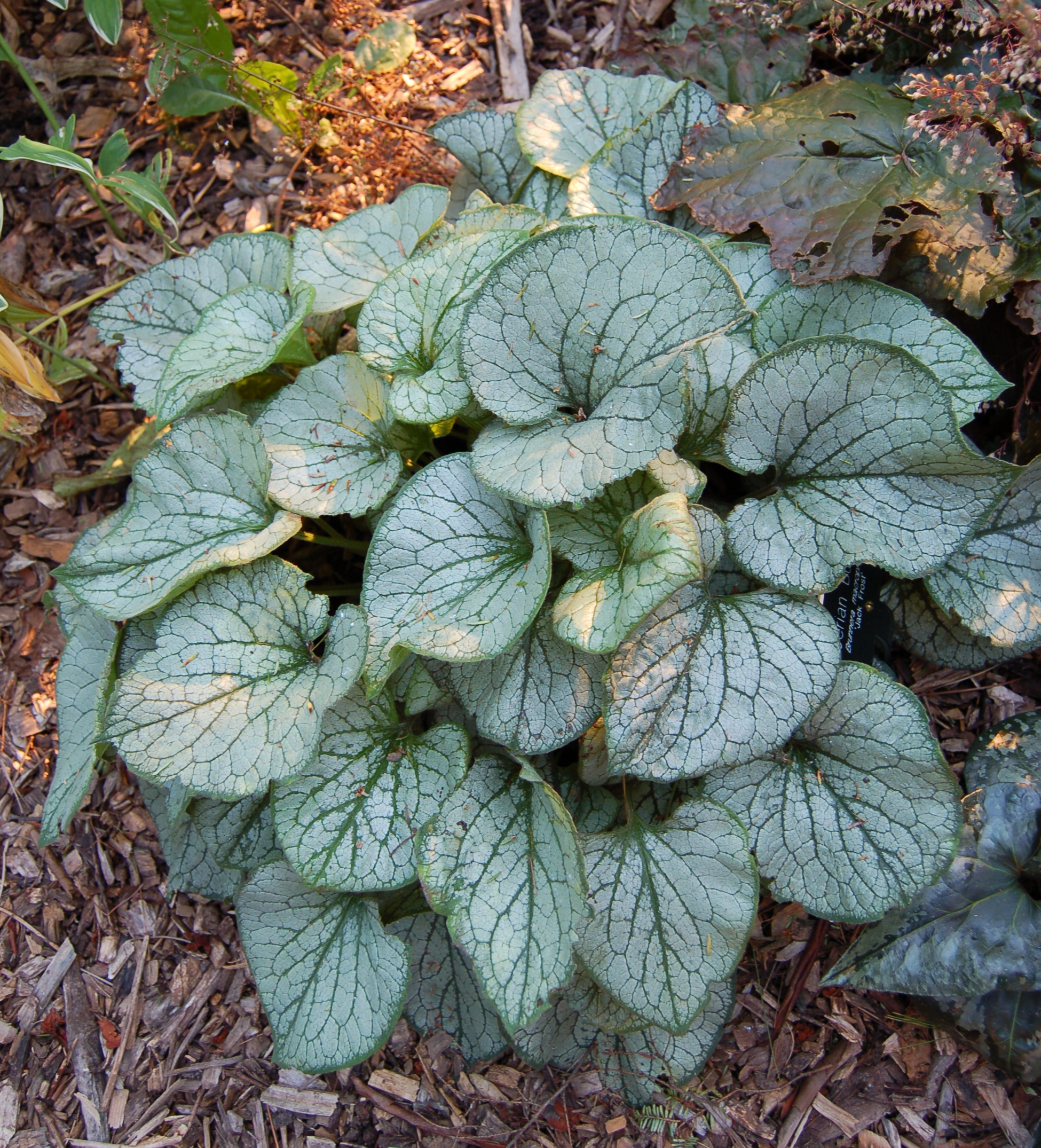 Siberian_Bugloss_Brunnera_macrophylla_%27Jack_Frost%27_Plant_1950px.JPG