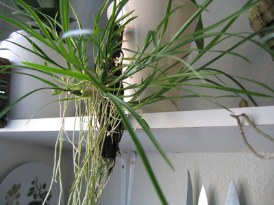 sigmatostalixradicans.jpg