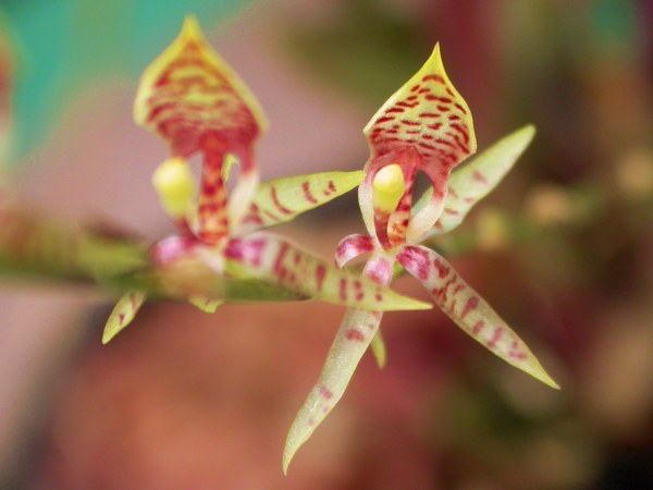 sigmatostalpicta.jpg