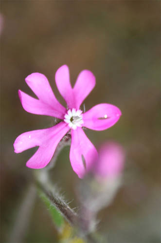 Silene1.jpg