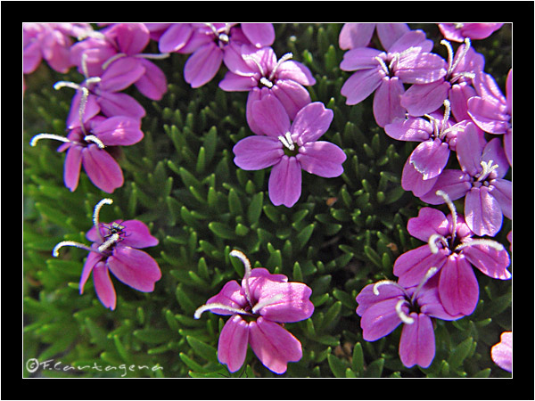 SILENE_ACAULIS.jpg