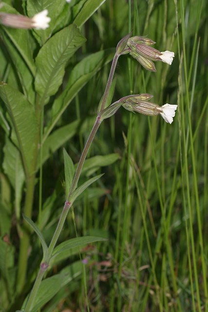 Silene_alba.jpg