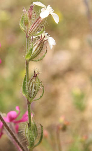 Silene_gallica_2.jpg