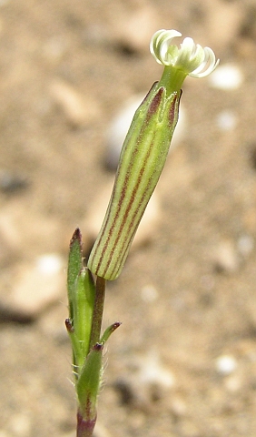 silene_gracilis.jpg