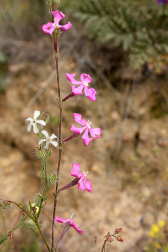 Silene_Scabriflora.jpg
