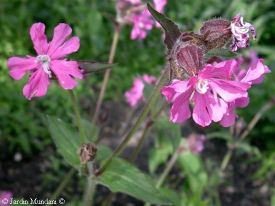 silenedioica2.jpg