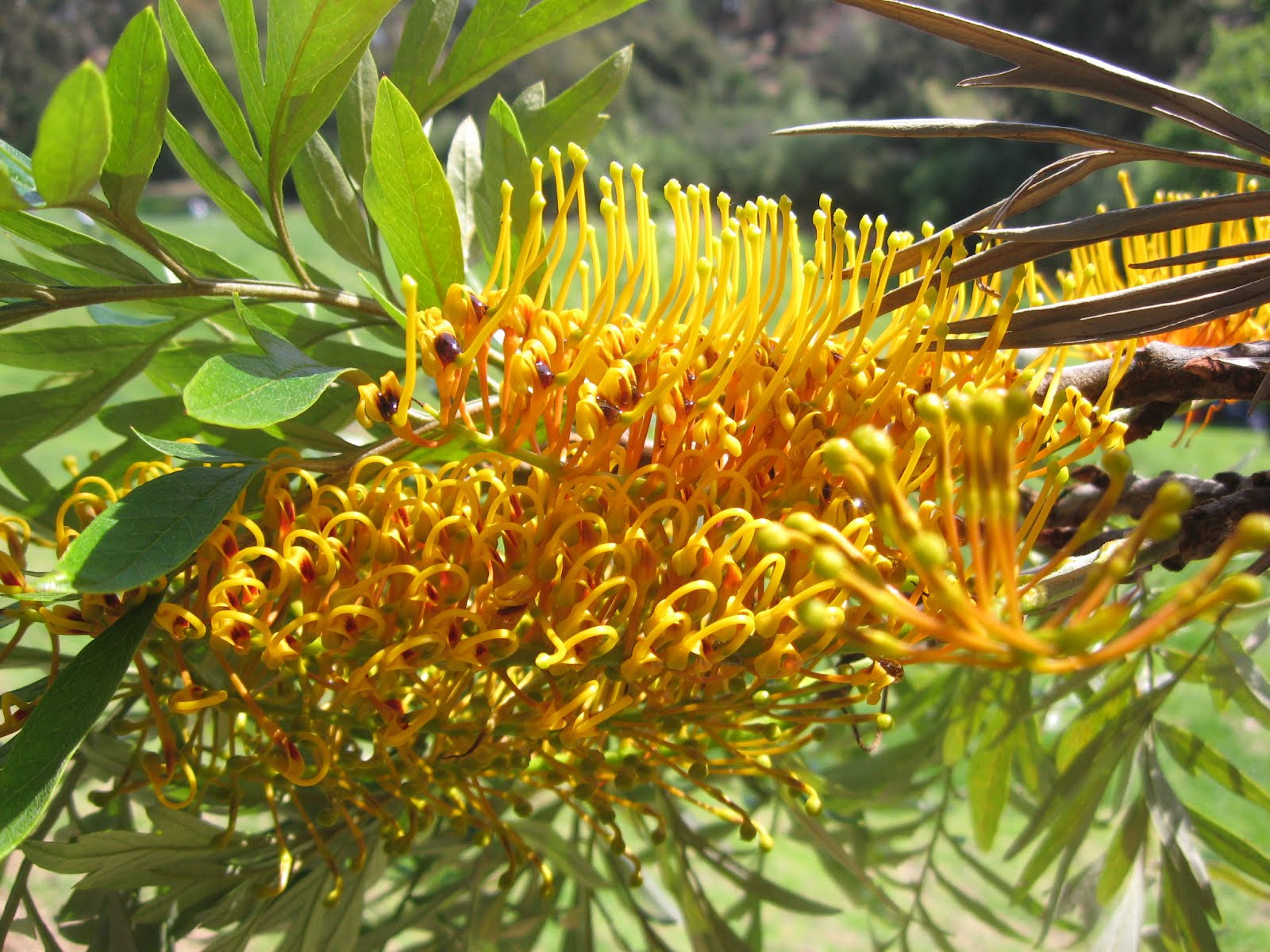 silk_oak_flowerElysianPark.JPG
