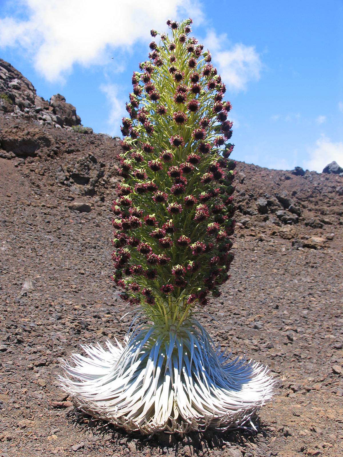 silversword-flower-volcano.jpg