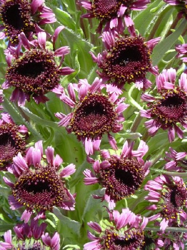 silversword_022.jpg