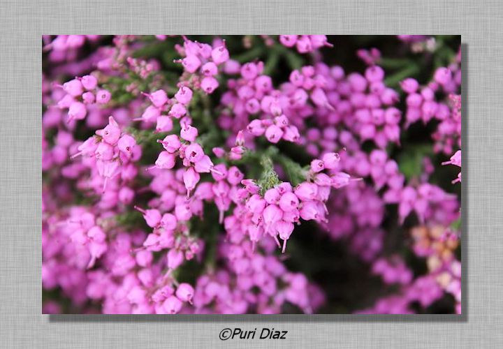 silvestres+15+abril+2012.jpg