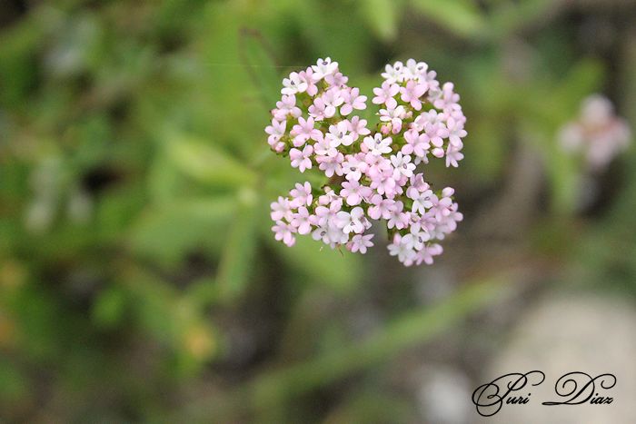 silvestres+orillas+de+playa+de+rons+canon+eos+12+mayo+2012+%25288%2529.JPG