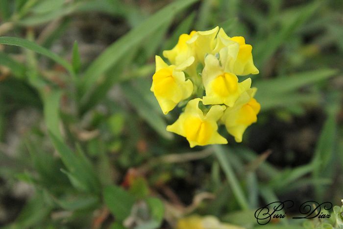 silvestres+orillas+de+playa+de+rons+canon+eos+12+mayo+2012+(4).JPG