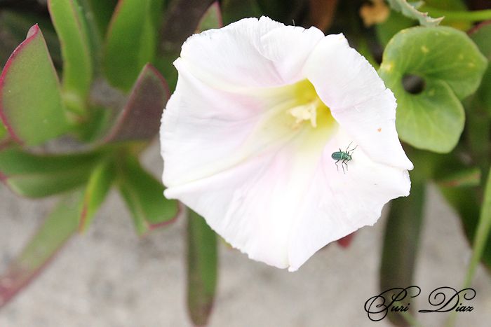 silvestres+orillas+de+playa+de+rons+canon+eos+12+mayo+2012+(46).JPG