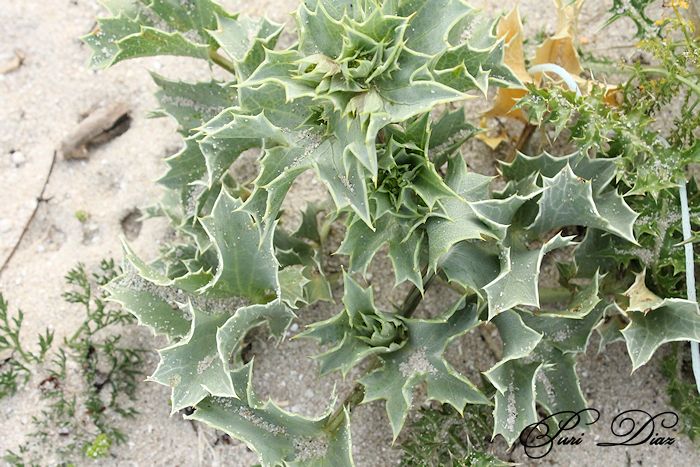 silvestres+orillas+de+playa+de+rons+canon+eos+12+mayo+2012+(52).JPG