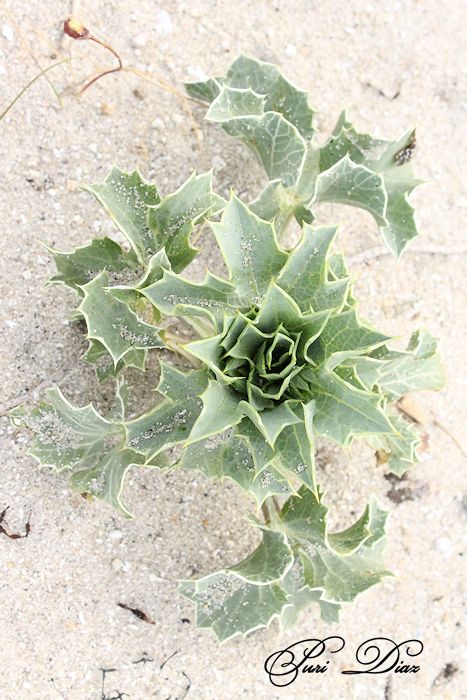 silvestres+orillas+de+playa+de+rons+canon+eos+12+mayo+2012.JPG