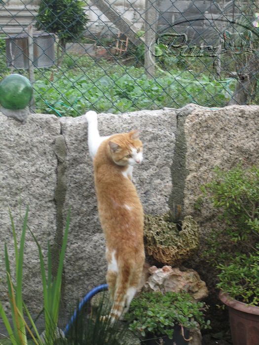 simba+subiendose+(1).jpg