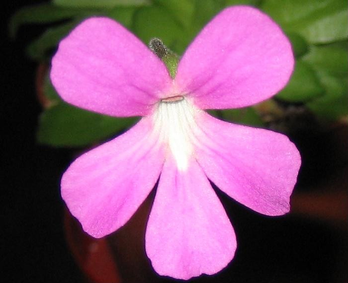 Sin%20t%EDtulo%20flor%20Pinguicula.jpg