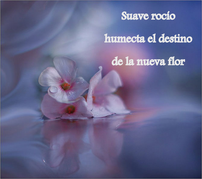 SINDEL+HAIKU+EL+PRIMERO+QUE+ESCRIBE..jpg