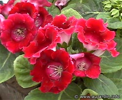 sinningia_speciosa_fleurs.jpg