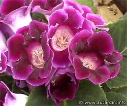 sinningia_speciosa_violet_fleurs.jpg