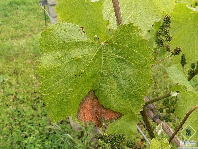 Sintoma%20de%20botritis%20en%20hoja%20proxima%20a%20racimo.jpg