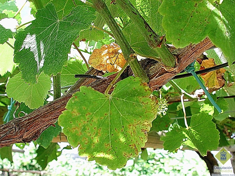 Sintoma%20en%20hoja%20y%20en%20base%20del%20pampano.jpg