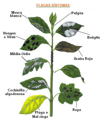sintomas-plagas21.png