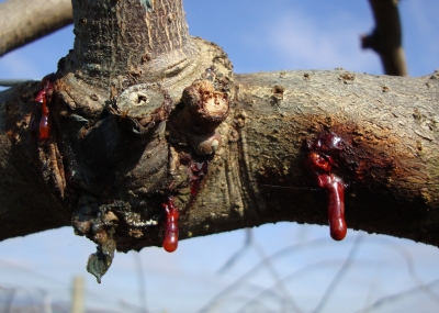 sintomatologiapsaexudac.jpg
