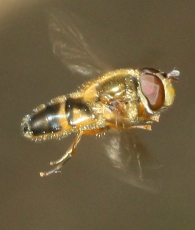 sirfidovuelo3.jpg
