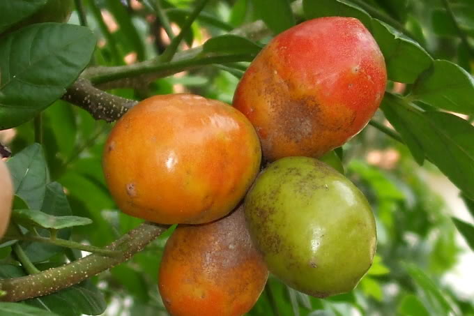 siriguela1.jpg
