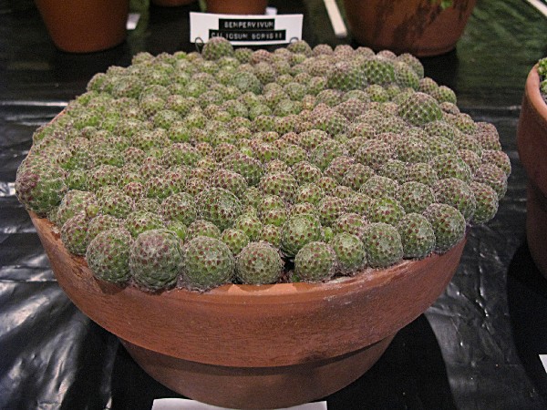sized2010%20show%20Semp%20ciliosum12776.jpg
