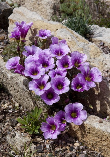 sized74-oxalis-enneaphylla-2001b14057.jpg