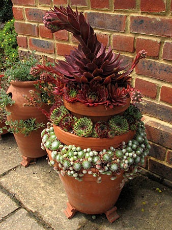 sizedSempervivum%20Othello%20(2)18263.jpg