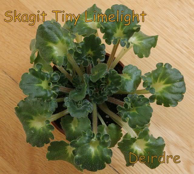 SkagitTinyLimelight01.jpg